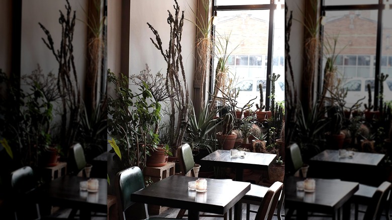 tables surrounded by potted plants