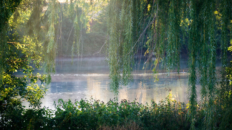 Sunlight reflecting off lake, framed by willow