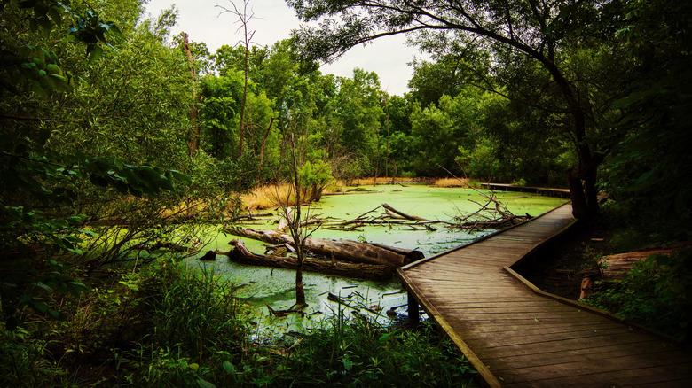 boardwalk around pond in The Grove, Glenview