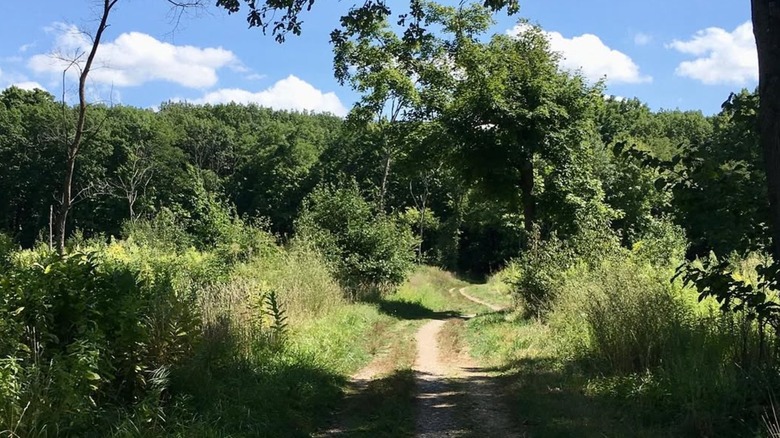 Greenery along the Des Plaines River Trail