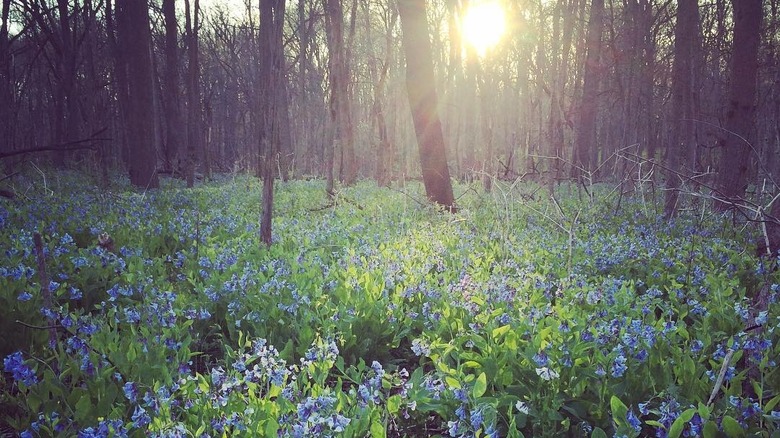 A field of blue bells in Homer Glen's Messenger Woods Nature Preserve