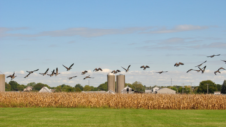 A flock of geese flying over cornfield in Homer Glen, Illinois