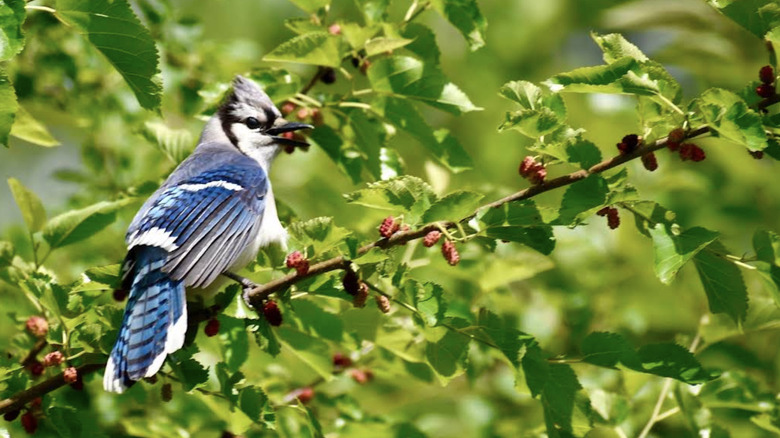 A bird with blue, stripy plumage on a branch with red berries in Yankee Woods
