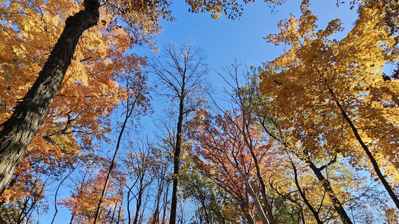 Looking up at fall foliage at Camp Sullivan in Oak Forest, Illinois