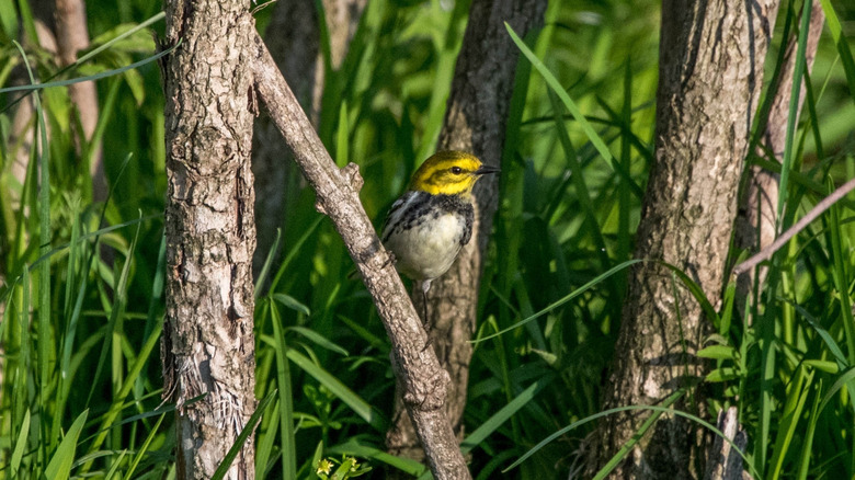 Black throated green warbler spotted in the Montrose Point Bird Sanctuary in Chicago
