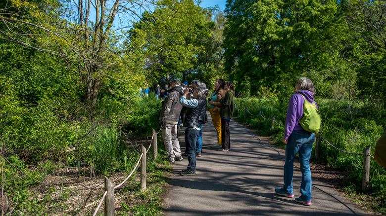 Birdwatchers with binoculars on a trail in the Montrose Point Bird Sanctuary in Chicago