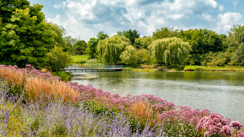 The Chicago Botanic Garden in the summer with wildflowers and willow trees around a lake