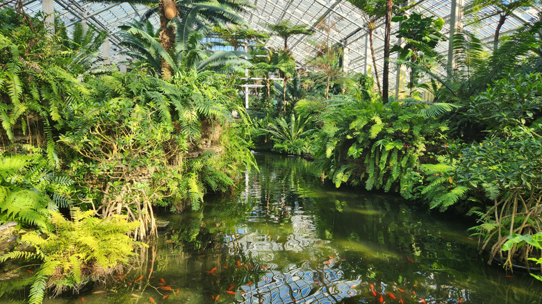 The lush interior of the Garfield Park Conservatory Greenhouse