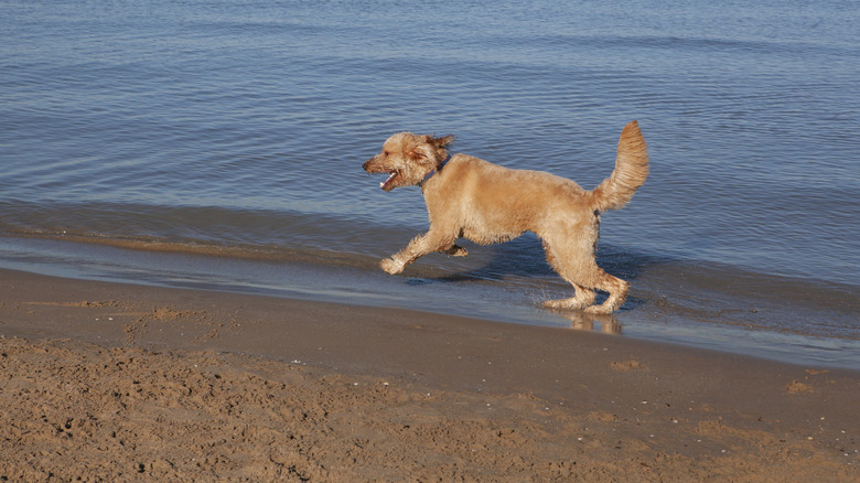 A goldendoodle romping along the shores of Lake Michigan