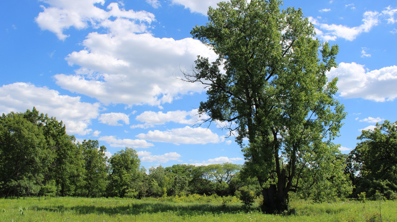 A cottonwood tree in the Somme Prairie Nature Preserve in Northbrook, Illinois