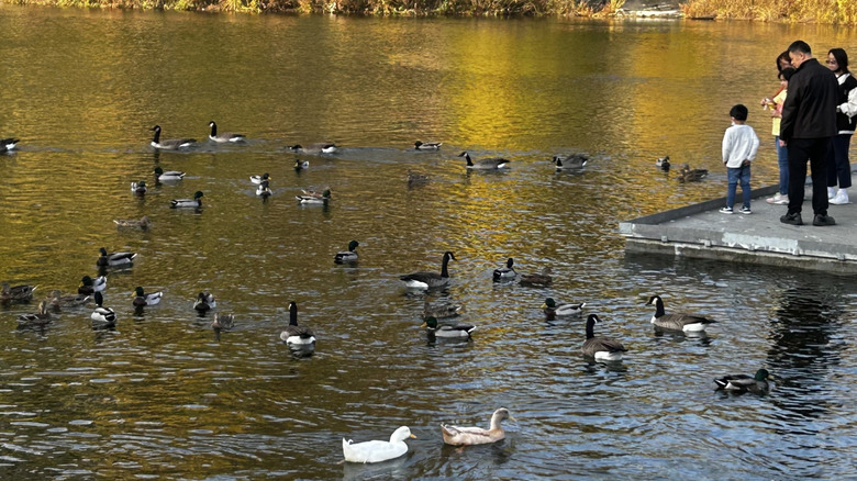 Geese and ducks swimming on a pond with spectators in Palmisano Park