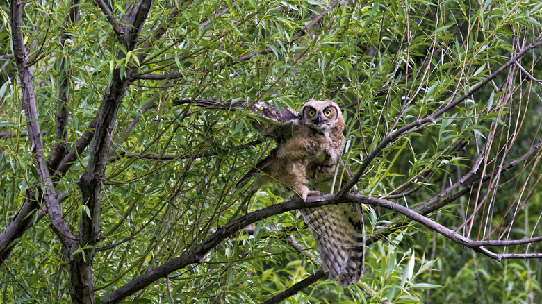 An owl perched in a tree during the daytime