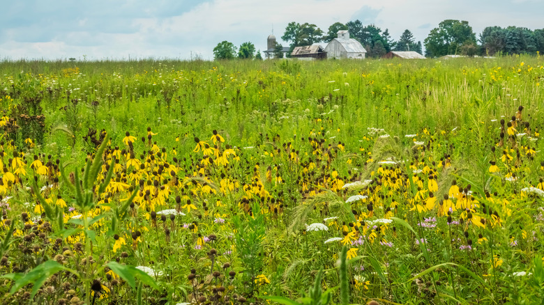 Prairie with yellow flowers in Campton Hills, Illinois