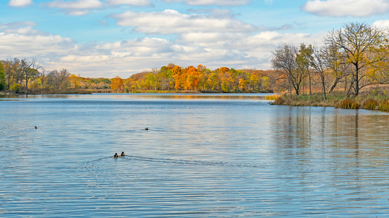 Placid surface of Busse Woods Lake with ducks on the water and autumn trees along the shorelines