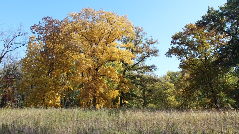 Countryside landscape around Morton Grove, Illinois