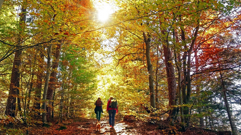 People hiking with dog against a fall foliage woodland path