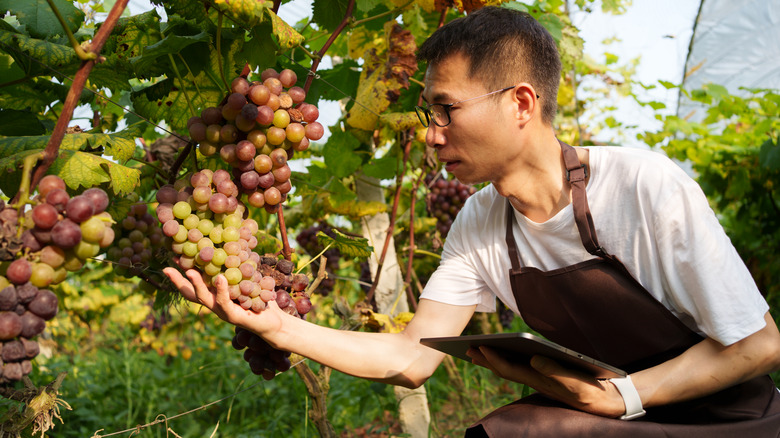 Chinese wine grower checking grapes in a vineyard