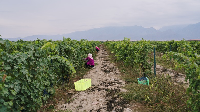 Workers in a Ningxia vineyard