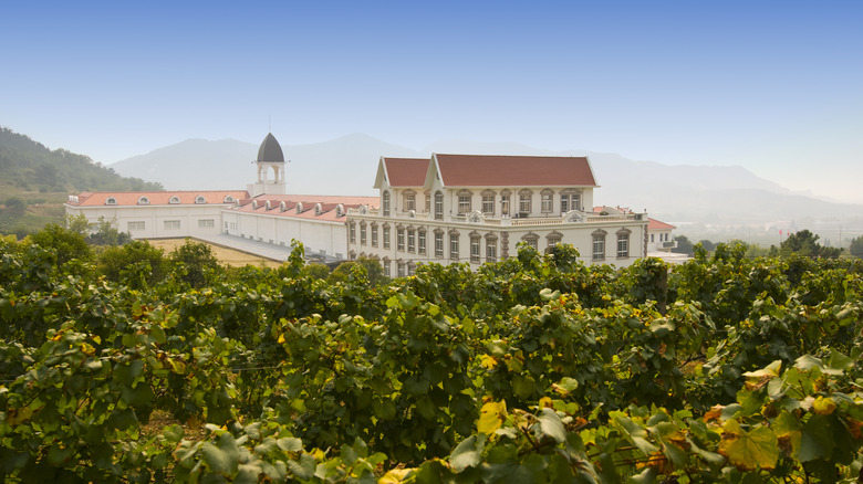 Qingdao winery behind vineyards