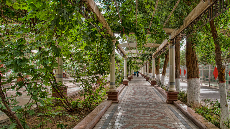 Walkway covered in grape vines in Turpan, Xinjijang