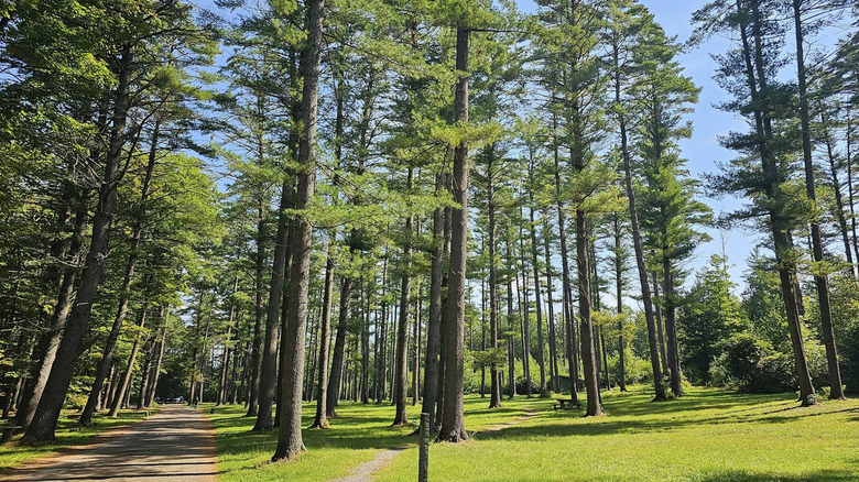 Trees and grass in Claremont, New Hampshire's Moody Park