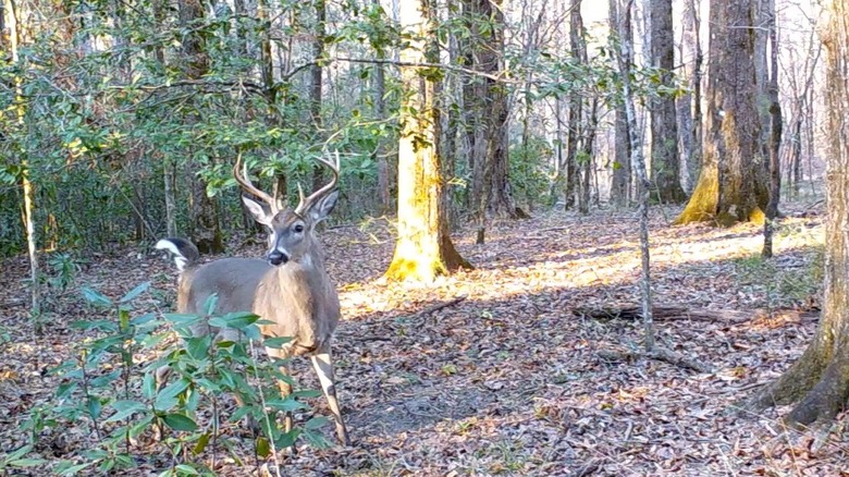 A deer walking near one of Clarke County's trails.