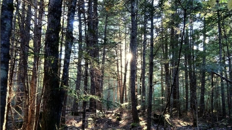 Late afternoon sunlight at Sunkhaze Meadows National Wildlife Refuge