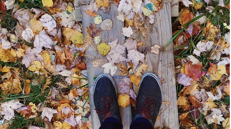 Fall leaves at Sunkhaze Meadows National Wildlife Refuge