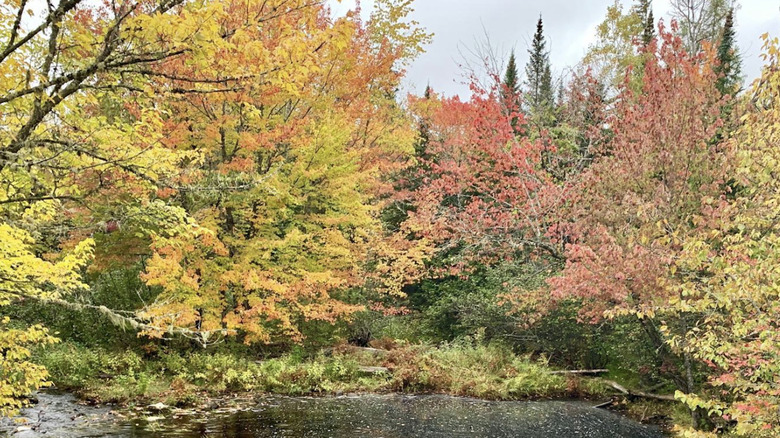 Fall foliage at Sunkhaze Meadows National Wildlife Refuge