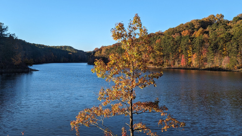 a spindly plant against the backdrop of Lake Hope's calm water and colorful, tree-lined shore
