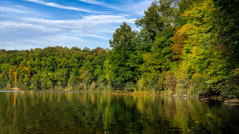 the dense grove of trees along Salt fork Lake's shoreline reflected in the lake on a clear day