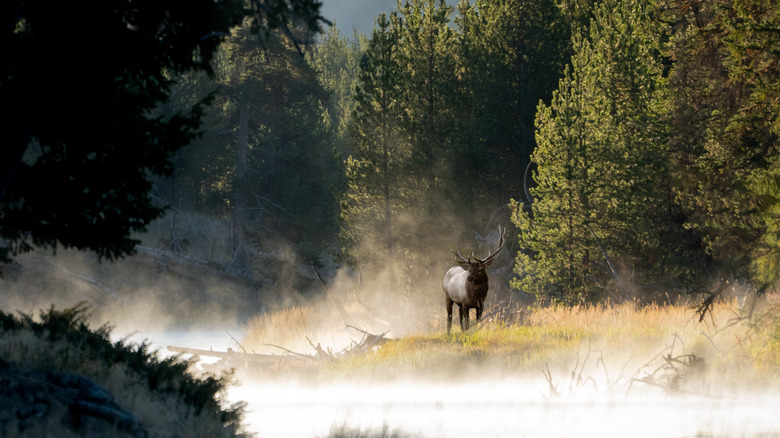 elk in yellowstone misty morning