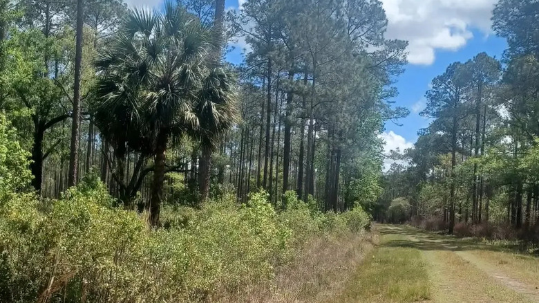 A wide grassy trail in Bayard Point Conservation Area, Florida