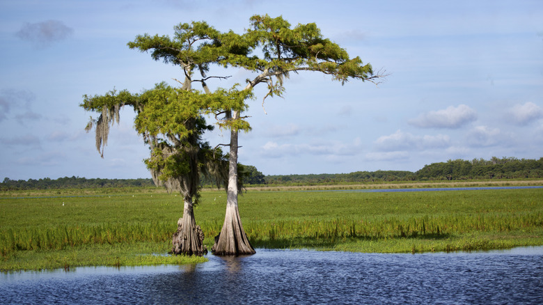 Trees and marshland along St Johns River in Florida