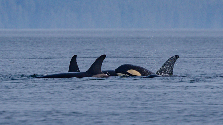 Northern Resident Orcas off the coast of Vancouver Island