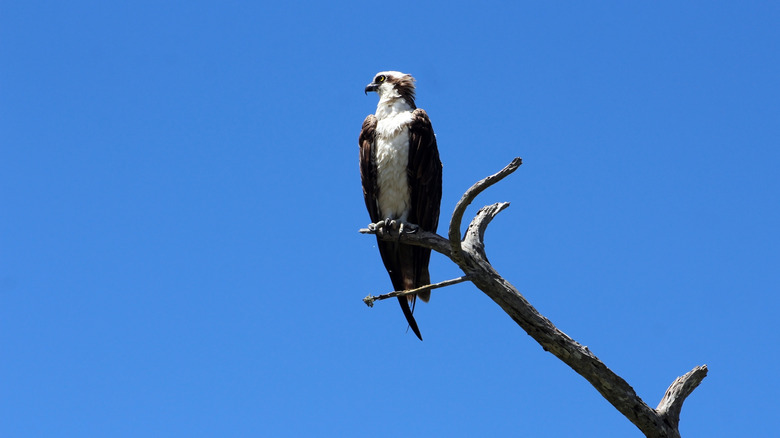 Osprey sitting on the end of a bare branch against a flat blue sky