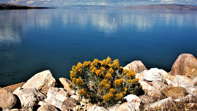 Bear Lake, Utah as seen from the shore with foliage in the foreground