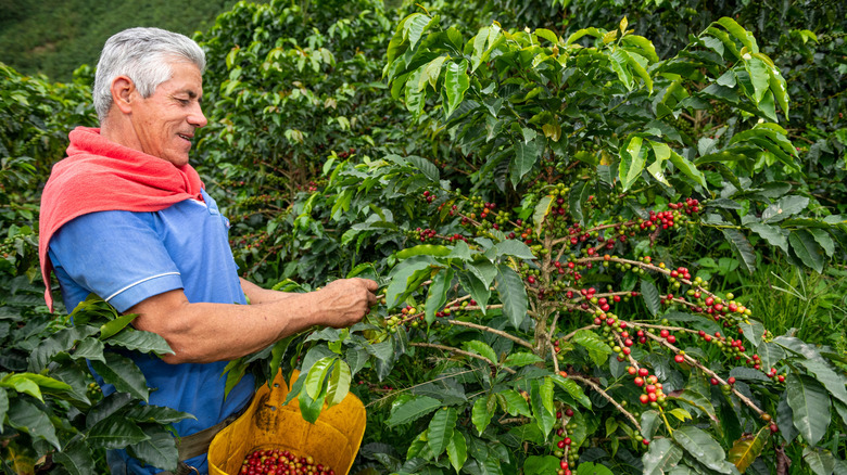 A farmer harvesting coffee in Colombia