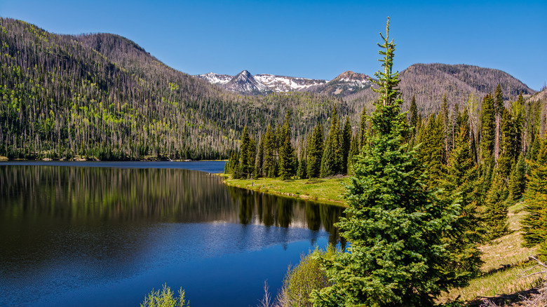Big Meadows Reservoir surrounded by trees with snowy mountains in the distance