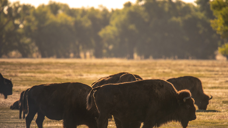 Two bison on the plains in the Rocky Mountain Arsenal National Wildlife Refuge