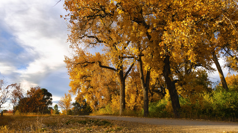 Golden-hued Cottonwood trees in the fall along the High Line Canal Trail in Denver