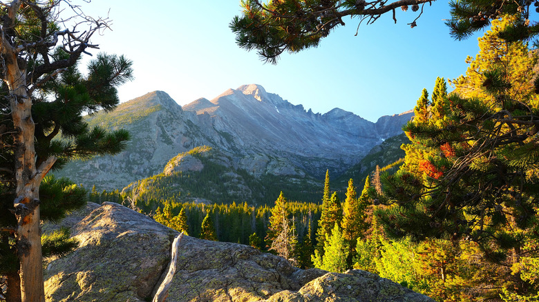 Longs Peak seen through the Trees on the Dream Lake Trail in Rocky Mountain National Park, Colorado