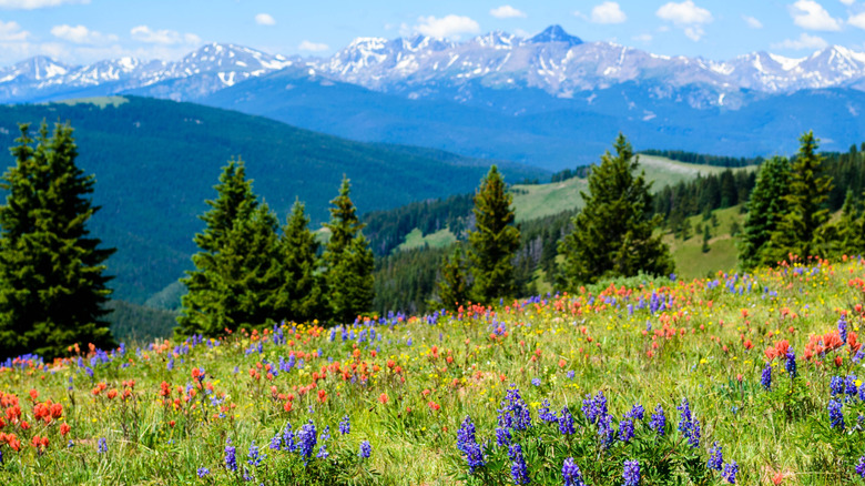 View of wildflowers in purples and reds with pine trees and mountains in the background