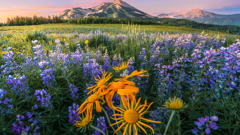 Colorado blue and yellow wildflowers with a sunrise and mountains in the background