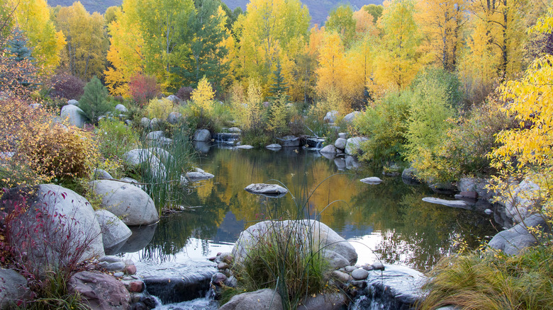 Rocks, a pond, and trees at the John Denver Sanctuary in Aspen, Colorado