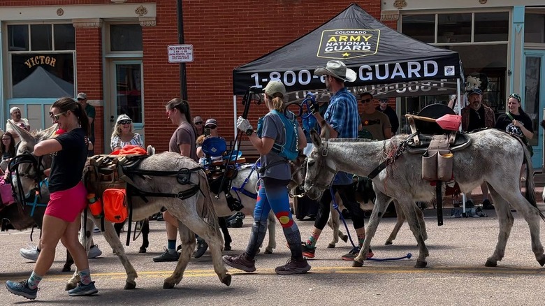 Donkeys on the main road of Victor, Colorado