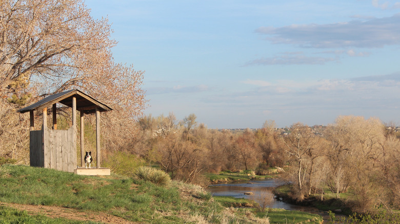 Dog in a shed by a river in Timnath, Colorado