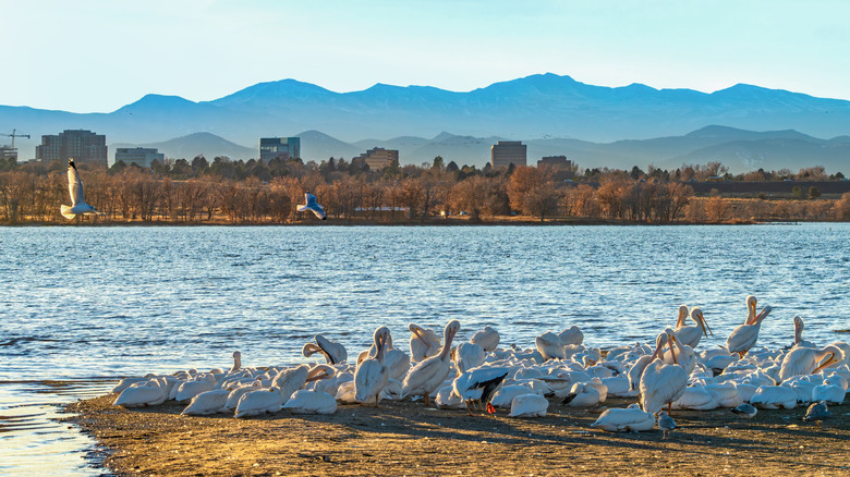 American white pelicans at Cherry Creek State Park in Aurora, Colorado