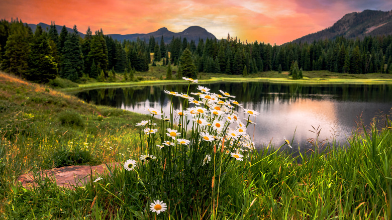 A stunning sunset in and wildflowers in Silverton, Colorado