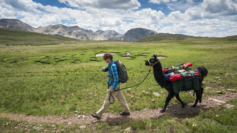 A man hikes with a llama in the San Juan Mountains